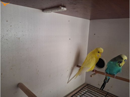 Jumbo çift  eş takım 