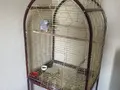 5 yaşında el besleme çift bilezik erkek jako 