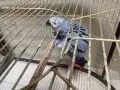 5 yaşında el besleme çift bilezik erkek jako 