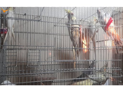 Sağlıklı ev üretimi yavrular açıklamayı okuyun lütfenyun