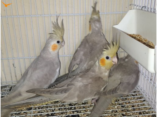 3 aylık sultan papağanları