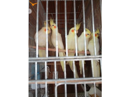 Yeme düşmüş yavrular