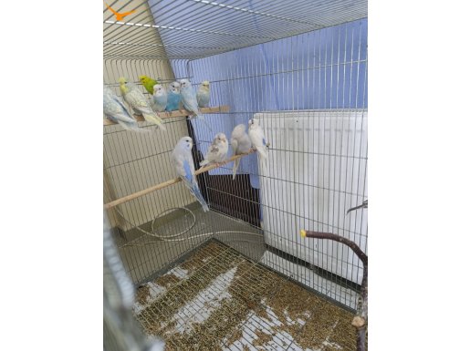 Yeni yeme düşen rengarenk bebişler yeni yuvalarını bekliyorl