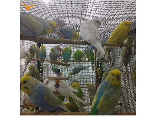 Rainbow Muhabbet Kuslari