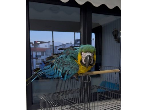5 Aylık Macaw Papağanı Kafesli ve Yemleriyle