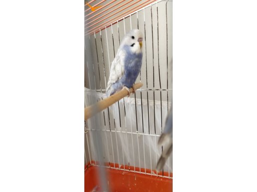 Yeni yeme düşen spangle yavru ve garanti takımlar 