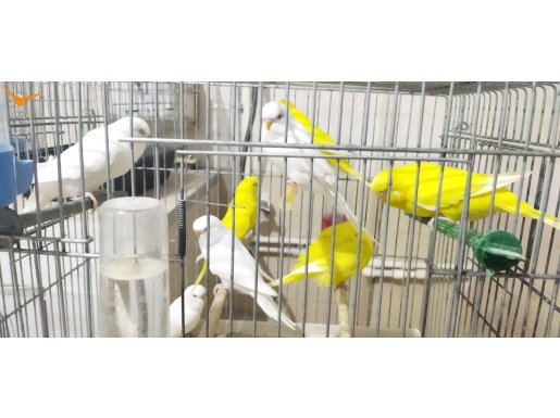 Ev üretimi garanti takım ve damizlik albino lutino disiler