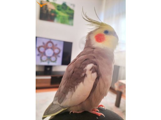 1 buçuk yaşında sağlıklı erkek