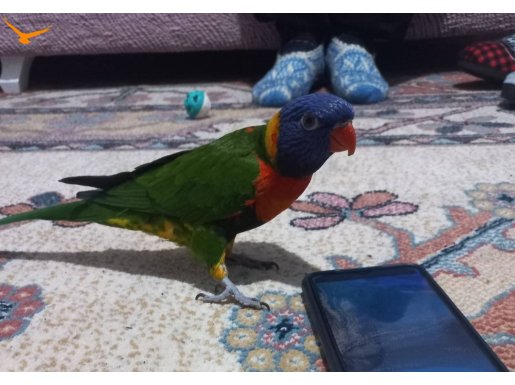 Yavru 4 aylik Lori gökkuşagı rengi