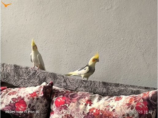 ÇİFT SULTAN PAPAĞANI 