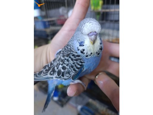 Show Jumbo muhabbet kuşu yavruları ve hazır takımlar