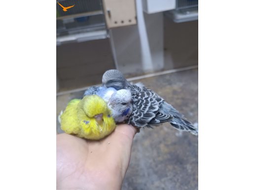 Show Jumbo muhabbet üretimi 