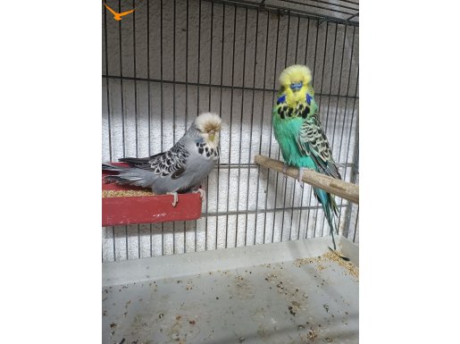 muhabbet kuşu üretimi 