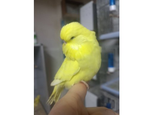 Show Jumbo yavruları