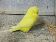Show Jumbo Maltepe Fındıklı 