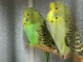 Show Jumbo muhabbet üretimi 