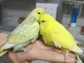 Show Jumbo muhabbet üretimi 