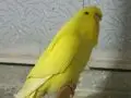 Show Jumbo muhabbet üretimi 
