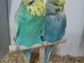 Show Jumbo muhabbet üretimi 
