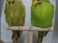 Show Jumbo muhabbet üretimi 