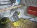 Show Jumbo muhabbet üretimi 