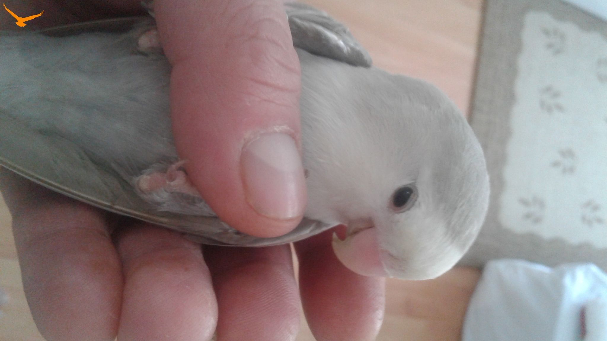 Pembe Gagalı Kafada Durmayı Seven Papağan KUŞ PAZARI