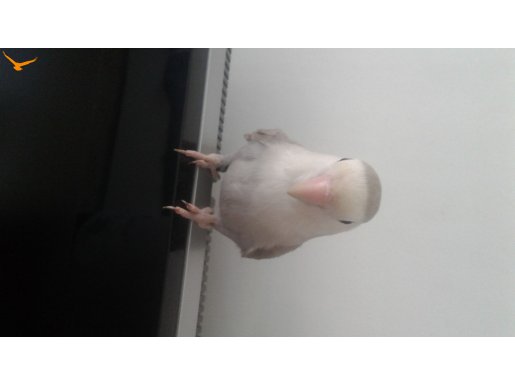 Pembe Gagalı Kafada Durmayı Seven Papağan KUŞ PAZARI