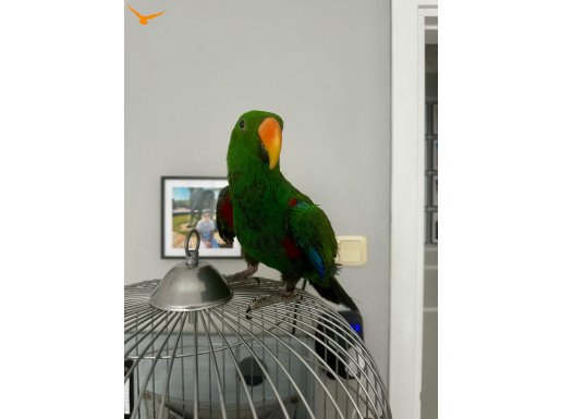 ECLECTUS PAPAĞAN