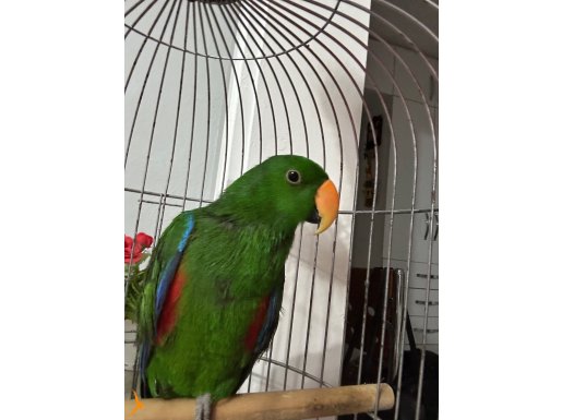 ERKEK EKLEKTUS PAPAĞAN