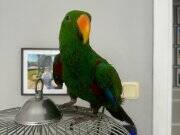 ECLECTUS PAPAĞAN
