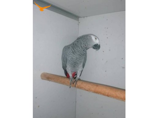 Garantili takım yavru alınmış çift jako papağan 