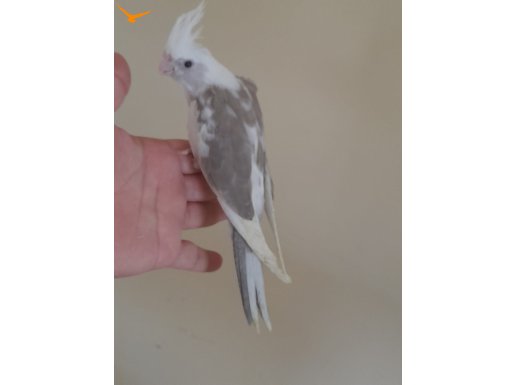 19.05.2023 doğumlu tam 61 günlük uysal WF RENK BEBEK