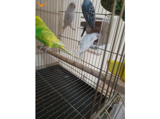 HİÇ EŞ GÖRMEMİŞ KIZGIN 8 DİŞİ-12 ERKEK, TOPLAM 20 MUHABBET