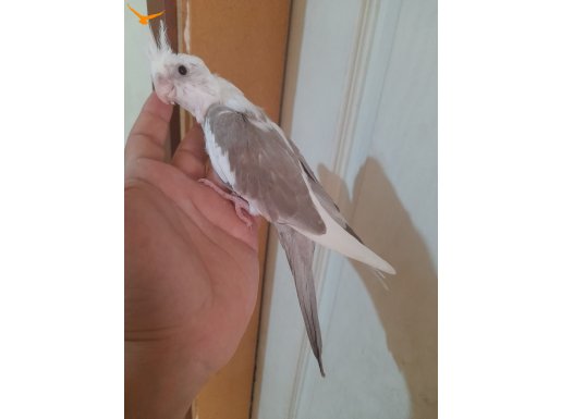 64 günlük ful evcil kusursuz wf bebek