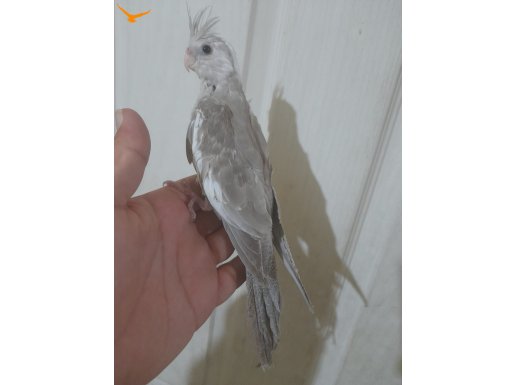 44 günlük FUL EVCİL WF BEBEK