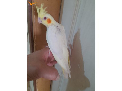 65 günlük ful evcil lutino bebek