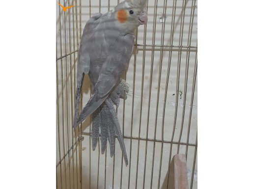 EŞE HAZIR 8 AYLIK GENÇ DAMIZLIK DİŞİ