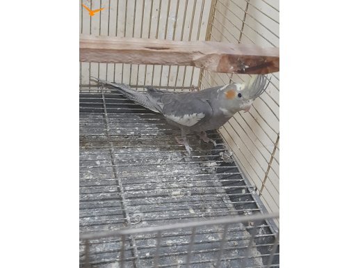 9 AYLIK GENÇ DAMIZLIK KUSURSUZ DİŞİ