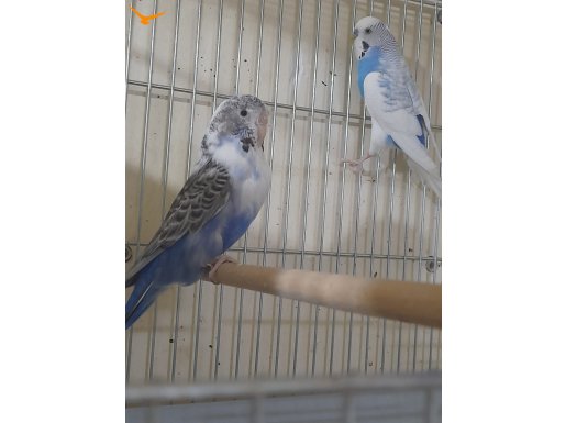 KULUÇKA MAKİNESİ GİBİ YAVRU GARANTİLİ TAKIM