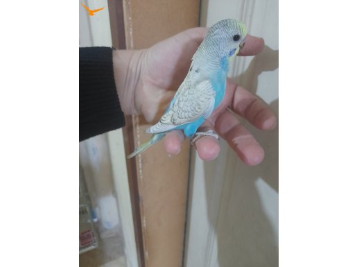 06.02.2026 doğumlu 27 günlük konuşturmalık bebek