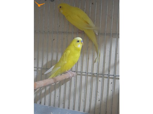 GÖZ ALICI HARİKA LUTİNO RENK ÇİFT