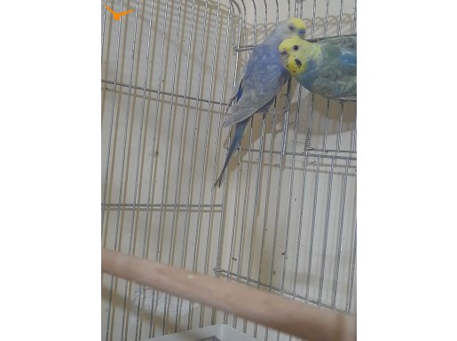 2.kuluçka hazırlığında yavrusu alınmış RAİNBOW TAKIM