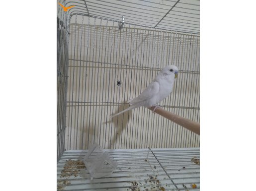 YAVRUSU ALINMIŞ 2. KULUÇKA HAZIRLIĞINDA ALBİNO TAKIM