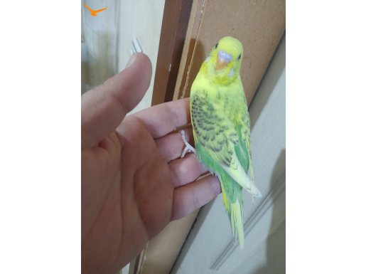 25.01.2026 doğumlu 38 günlük konuşturmalık bebek