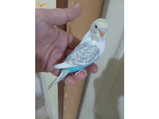 26.01.2026 doğumlu 37 günlük renk güzeli erkek bebek