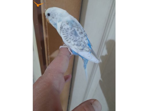 28.01.2026 doğumlu 35 günlük harika erkek bebek