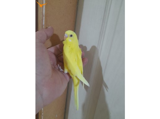 05.02.2026 DOĞUMLU 27 GÜNLÜK LUTİNO DİŞİ BEBEK