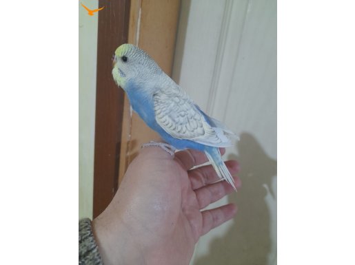 06.02.2026 doğumlu 26 günlük RENK GÜZELİ DİŞİ BEBEK