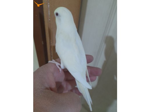 29.01.2026 doğumlu 34 GÜNLÜK ALBİNO BEBEK 