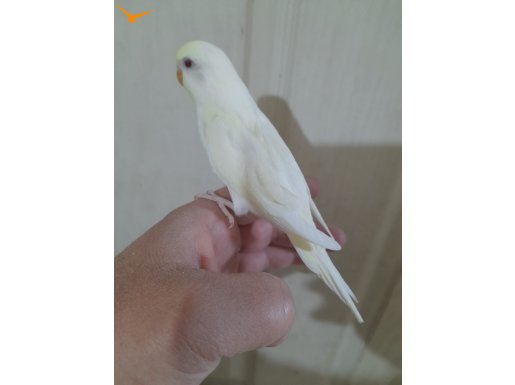 29.01.2026 doğumlu 34 günlük CREMİO RENK DİŞİ BEBEK